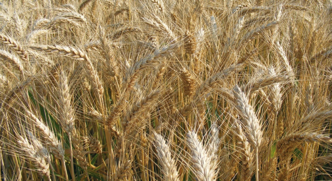La storia del grano tenero viene raccontata dal suo DNA