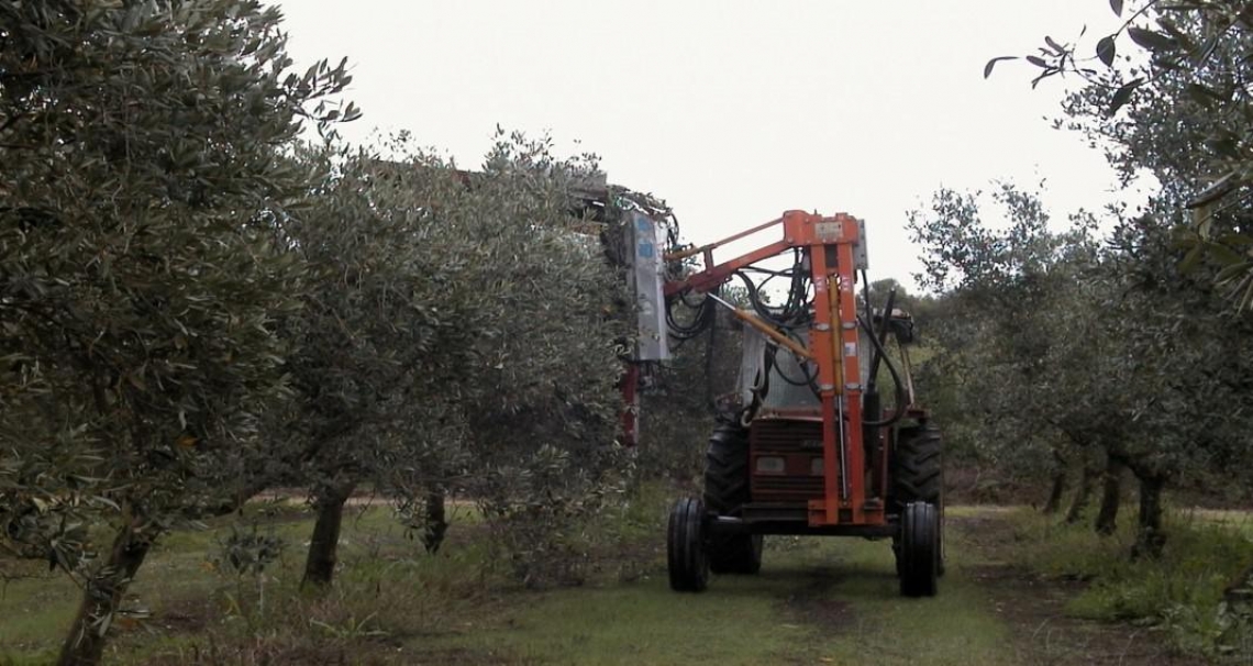 La potatura meccanica negli oliveti tradizionali è possibile per otto anni consecutivi