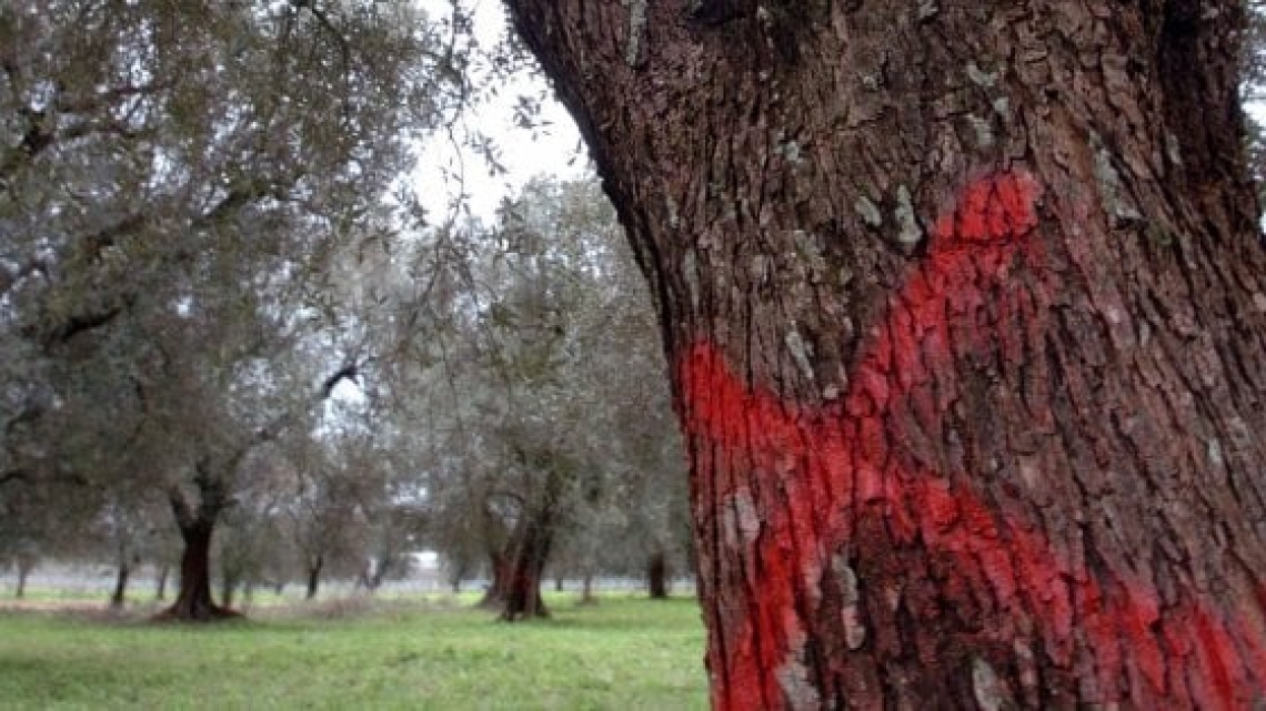 Archiviata l'inchiesta della magistratura di Lecce su Xylella fastidiosa