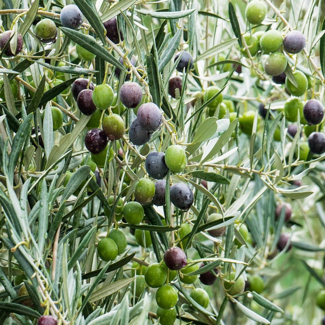 Come capire la corretta maturazione delle olive, dall'analisi colorimetrica al NIR