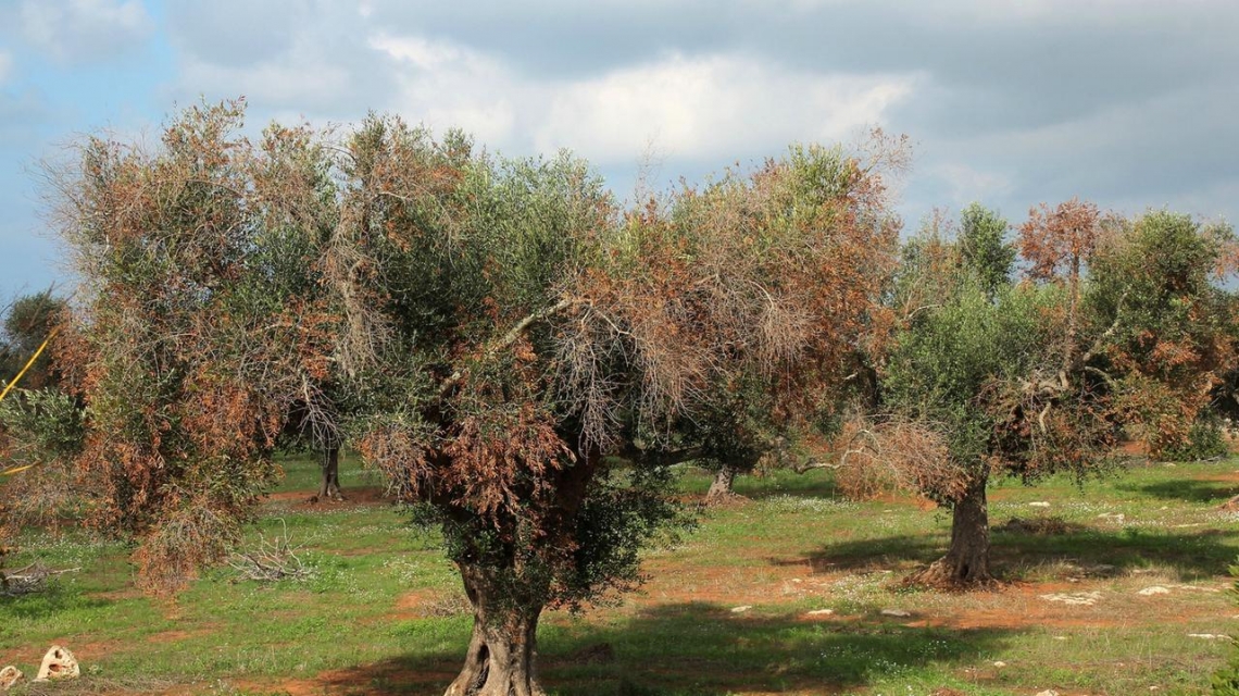 Xylella fastidiosa: ancora nessuna cura, necessaria la prevenzione