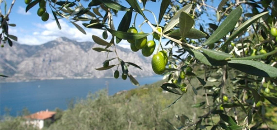 L’olio extravergine di oliva dell’Alto Garda Trentino innova e si rinnova