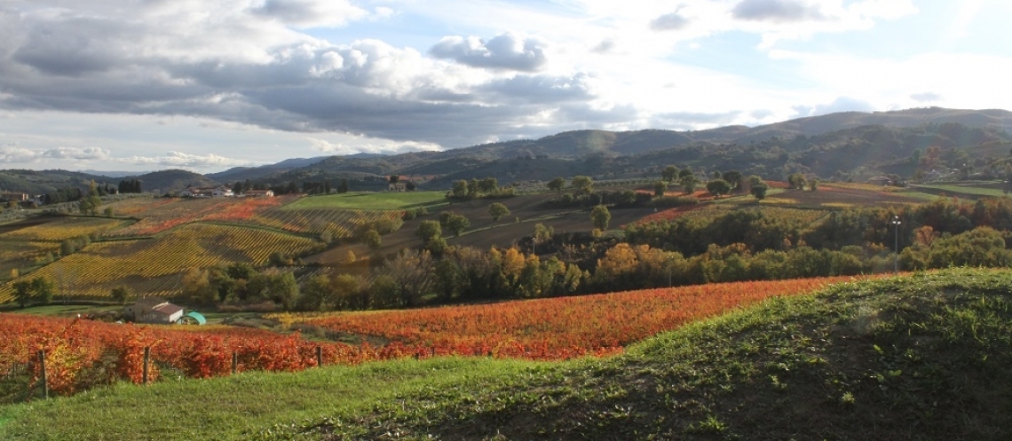 Vigneti in alta quota: il riscatto della Valnerina e del Percorino