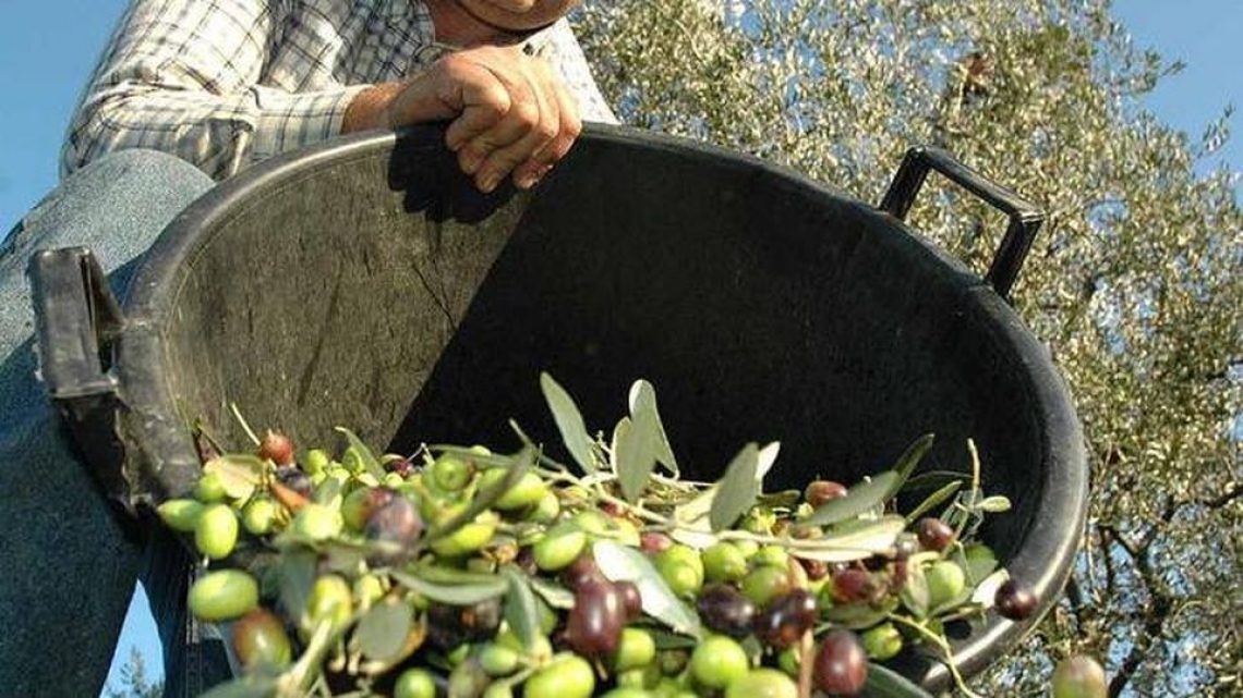 Ritorna il premio letterario sull'olivo e l'olio dedicato a Ranieri Filo della Torre