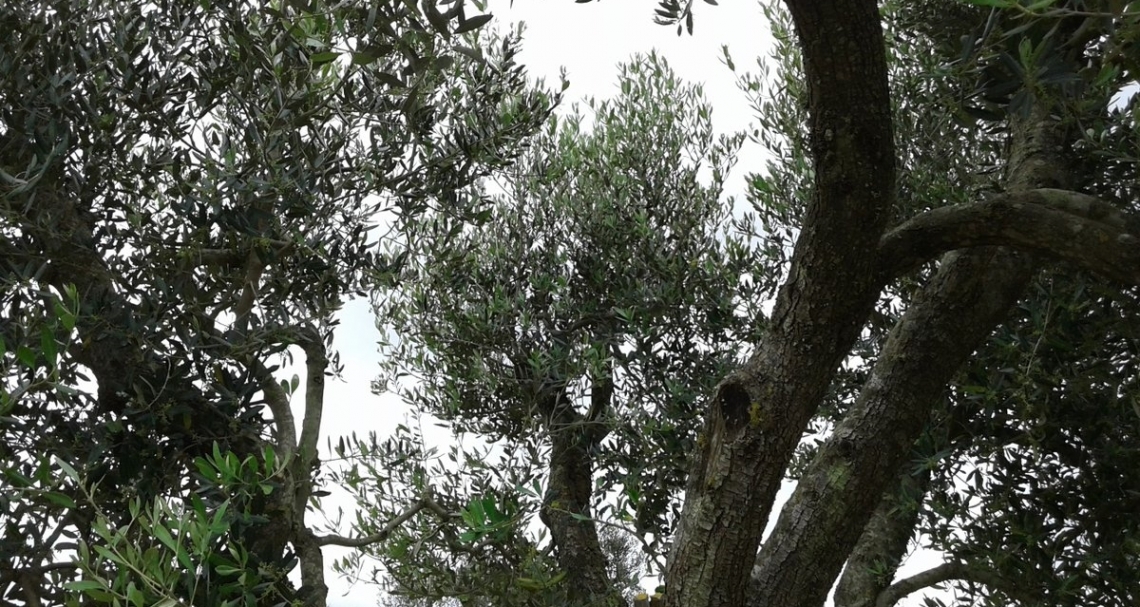 Olivi resistenti e tolleranti alla Xylella, è ora di fare chiarezza