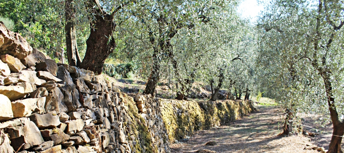 Il mondo olivicolo ligure apre le porte accogliendo gli appassionati