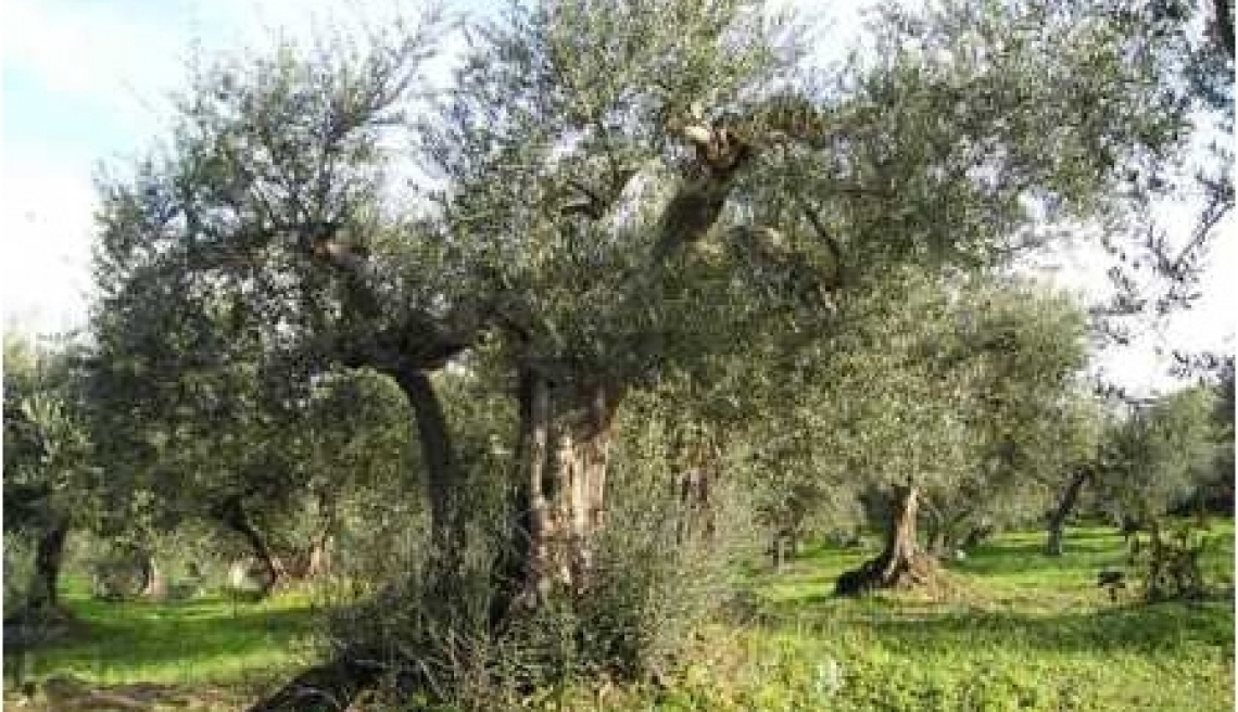 A Rischio Abbandono 500 Mila Ettari Di Olivicoltura Spagnola