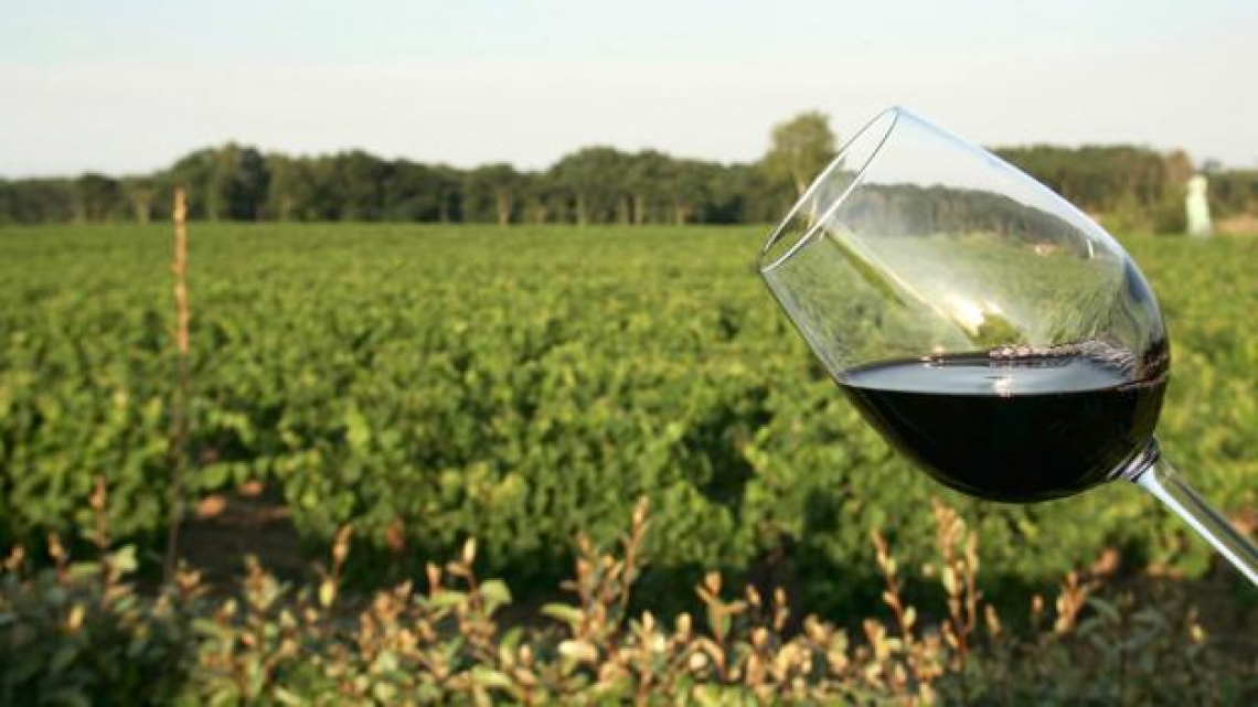 Il sentore verde del vino, tra vitigno e vinificazione