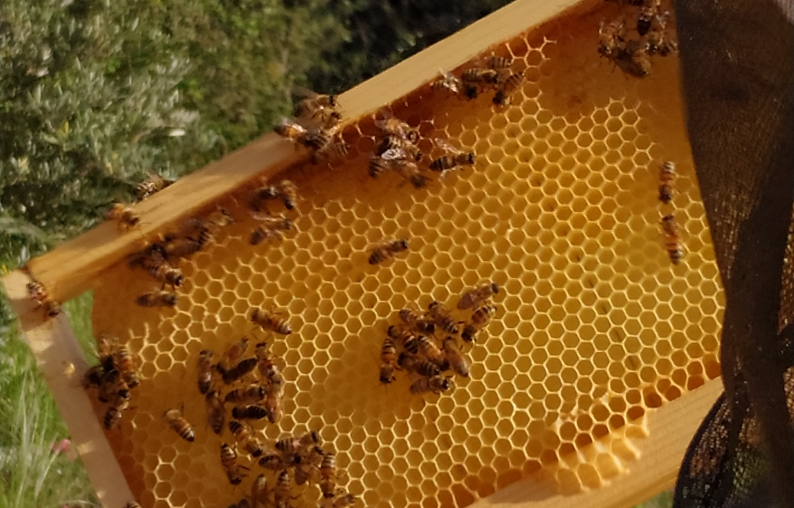 Essere più umani, imparando ad amare le api, anche in città