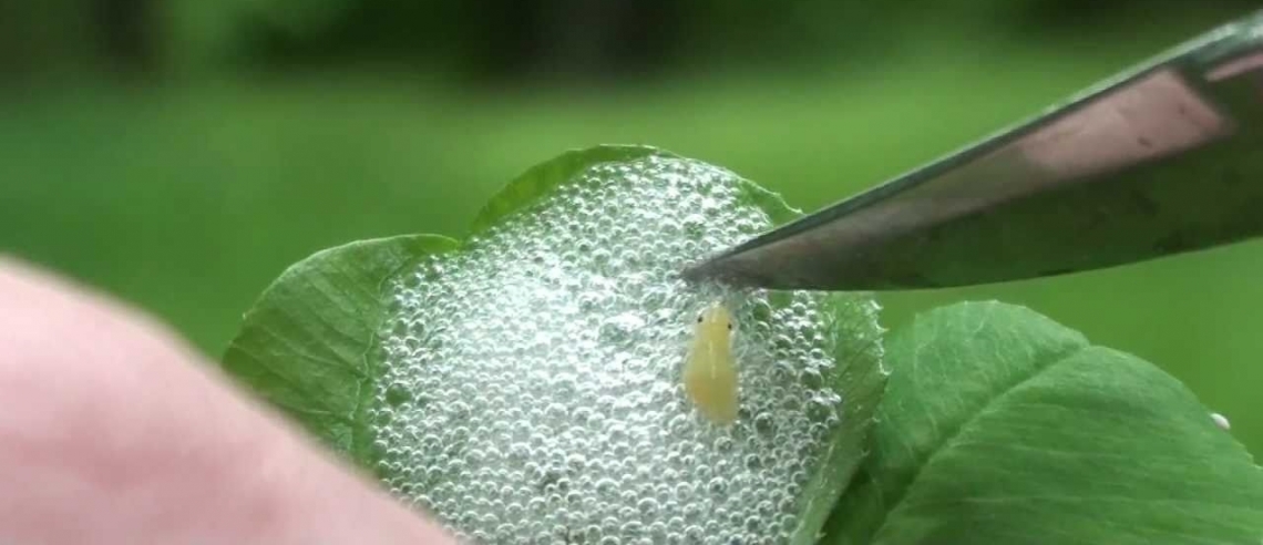 Deroga anti Xylella anche per le aziende olivicole biologiche