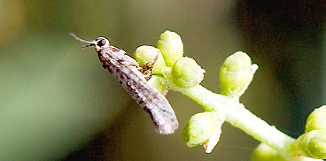 Inerbire l'oliveto contro la tignola delle olive