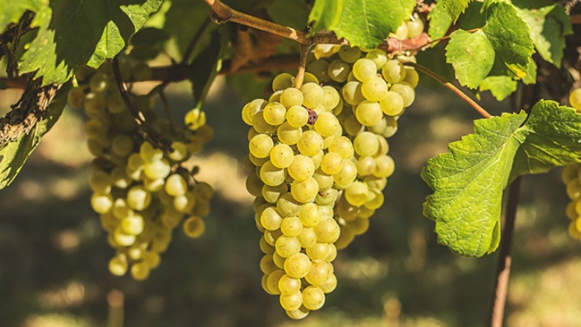 La sostanza organica può aumentare la produttività dello Chardonnay