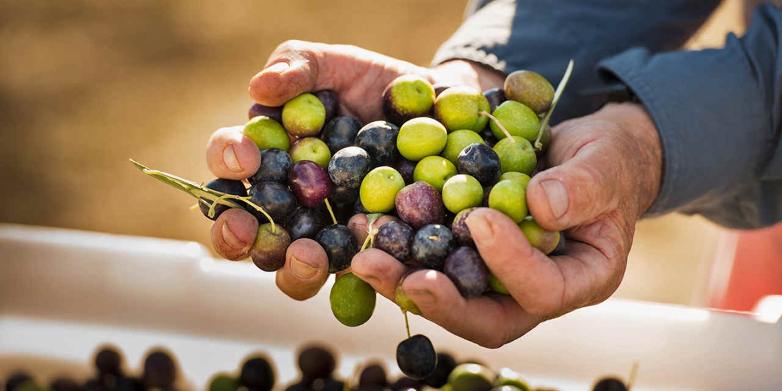 L'altitudine influisce sulla qualità dell'olio extra vergine d'oliva