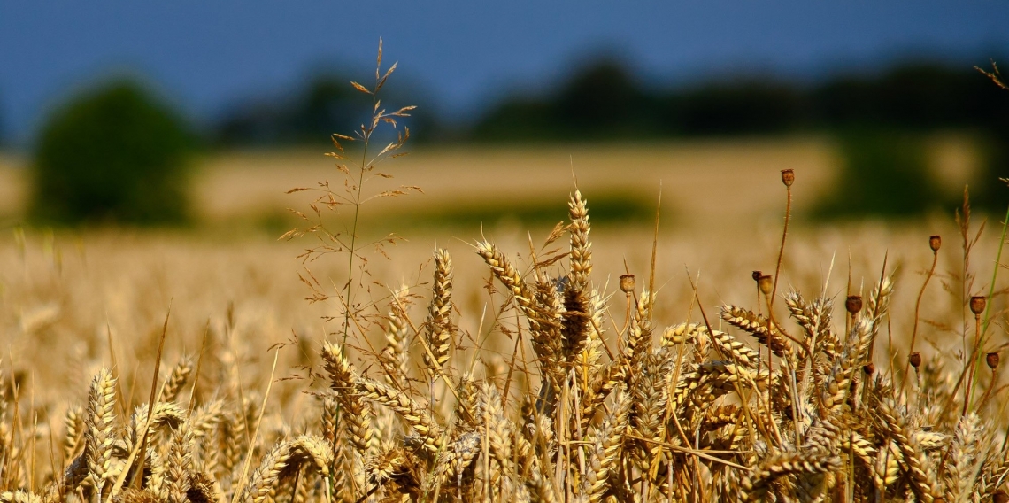 Finalmente tornano a crescere le quotazioni del grano tenero