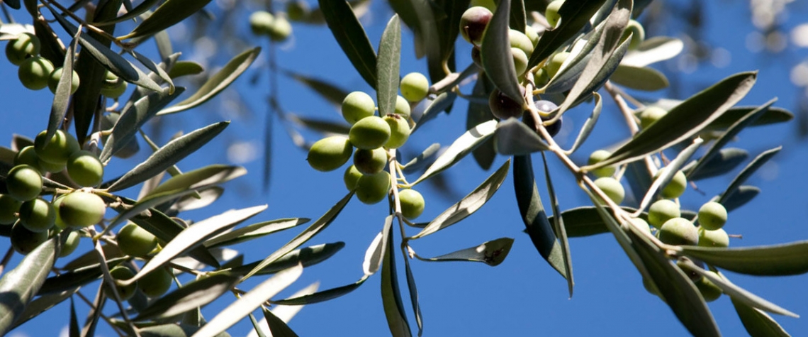 Sostenibilità e valutazione ambientale della fertirrigazione in un oliveto intensivo