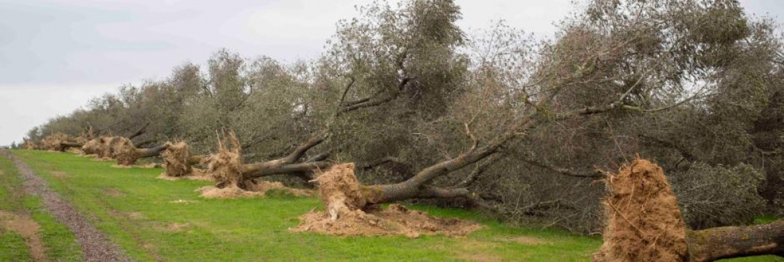 Stanziati i primi 30 milioni di euro per i reimpianti di olivi nel Salento