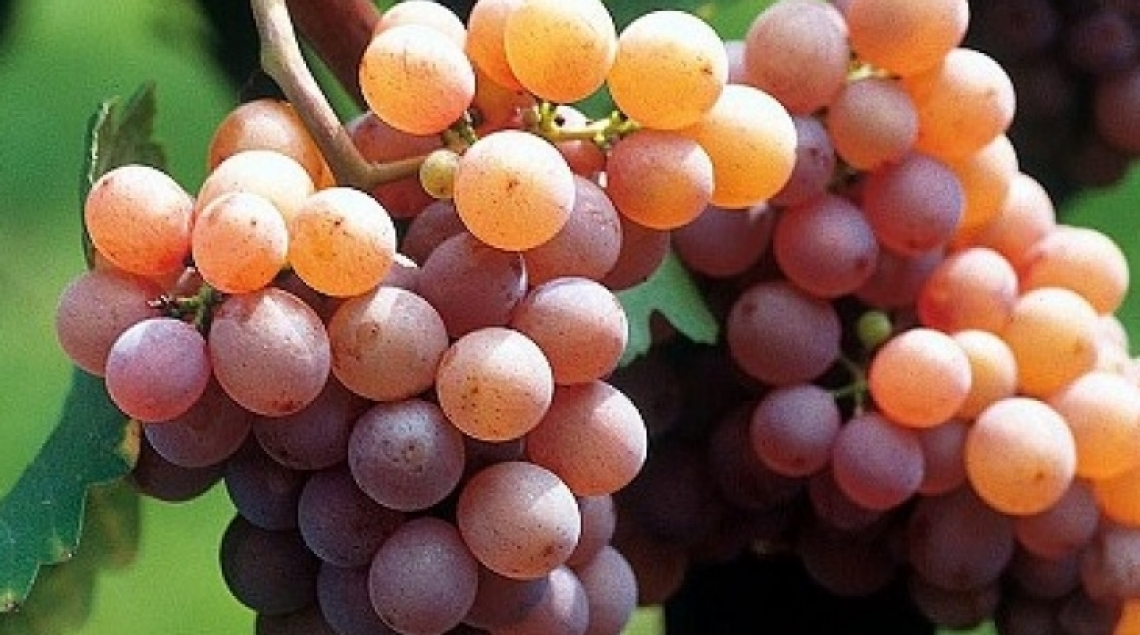 L'albero genealogico dei vini francesi scoperto grazie al DNA