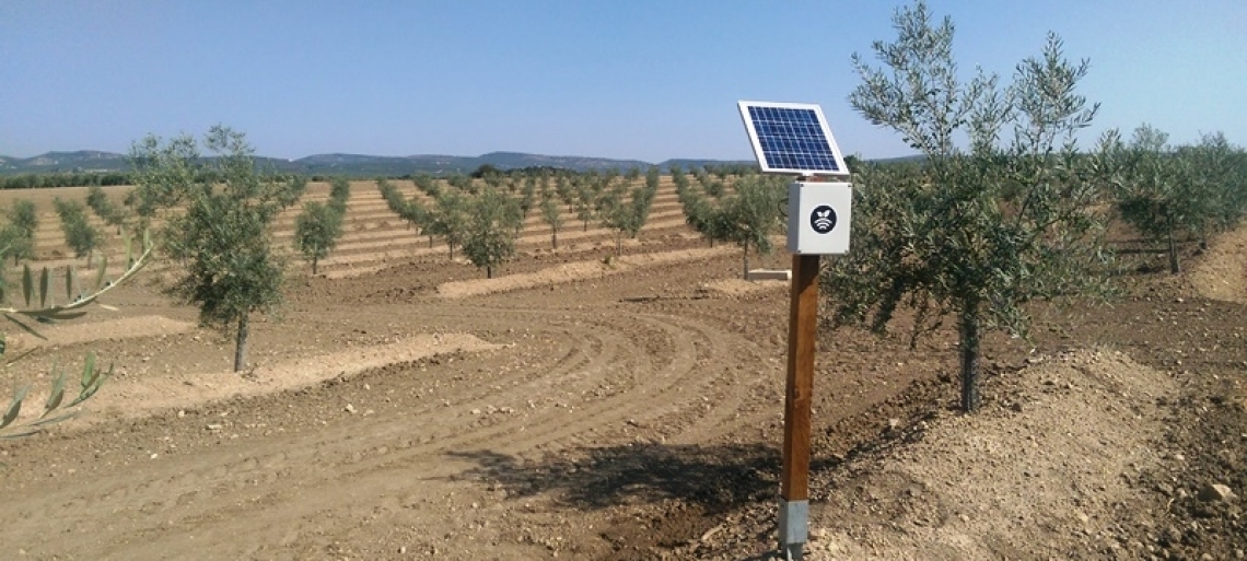 Dare l'acqua al momento giusto per aumentare la produttività dell'oliveto