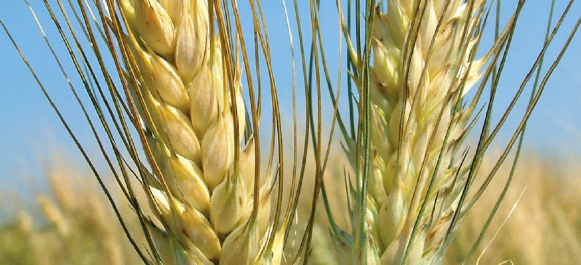 Le nuove opportunità per il grano duro dopo il sequenziamento del DNA