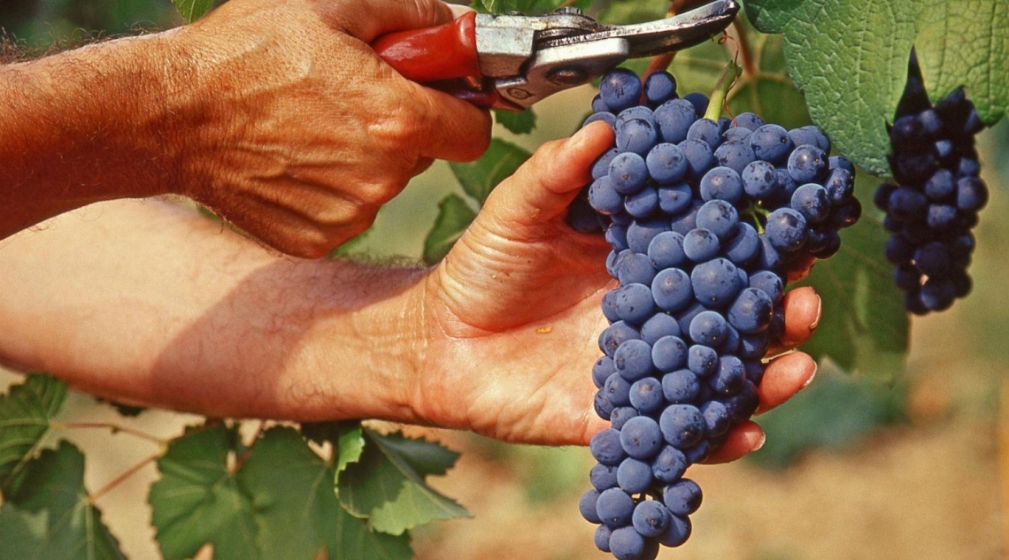 Con la vendemmia avvio dell'automazione delle dichiarazioni per i viticoltori