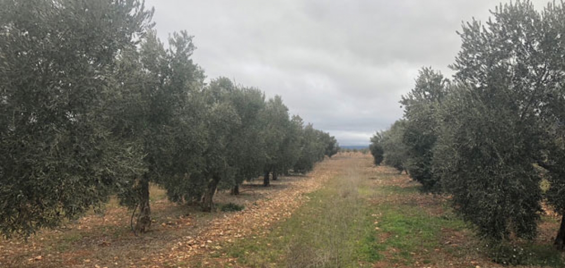 Gli oliveti tradizionali sono&nbsp; l'ossatura fondamentale per la produzione d'olio d'oliva