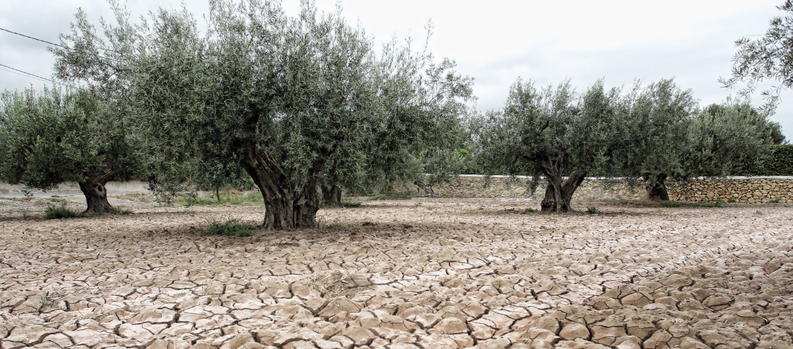 Trattamenti utili per far sopportare all'olivo caldo e siccità