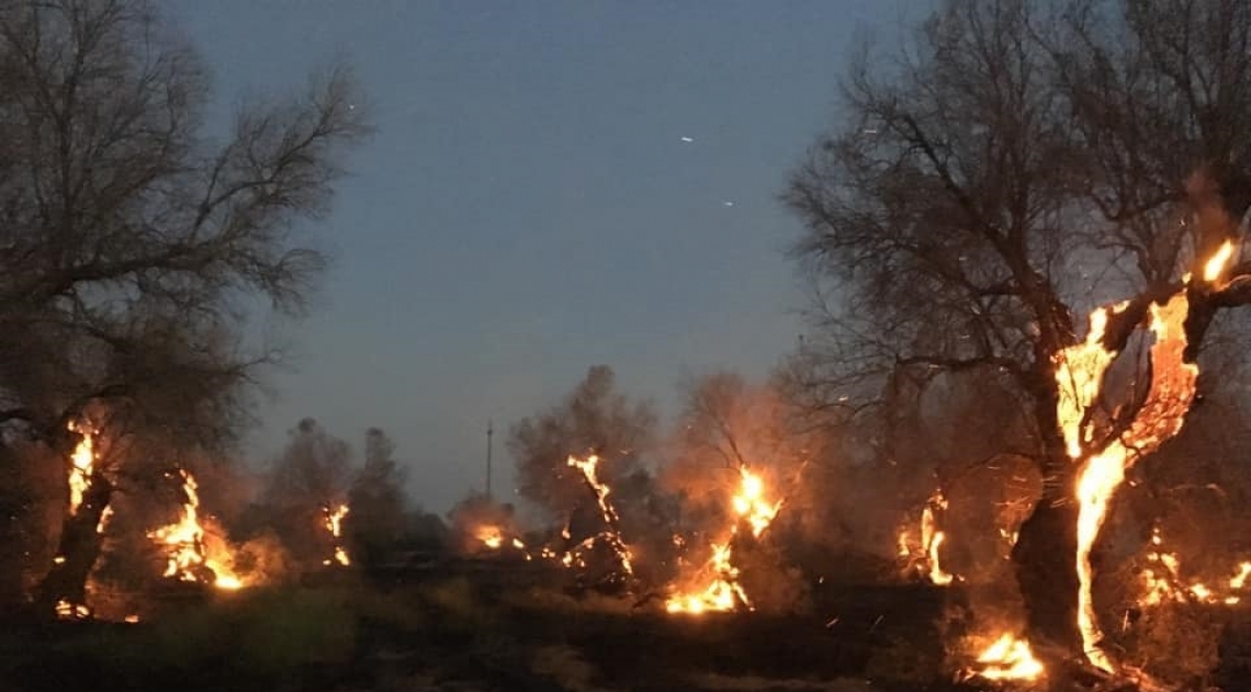 Ora gli oliveti colpiti da Xylella vanno a fuoco