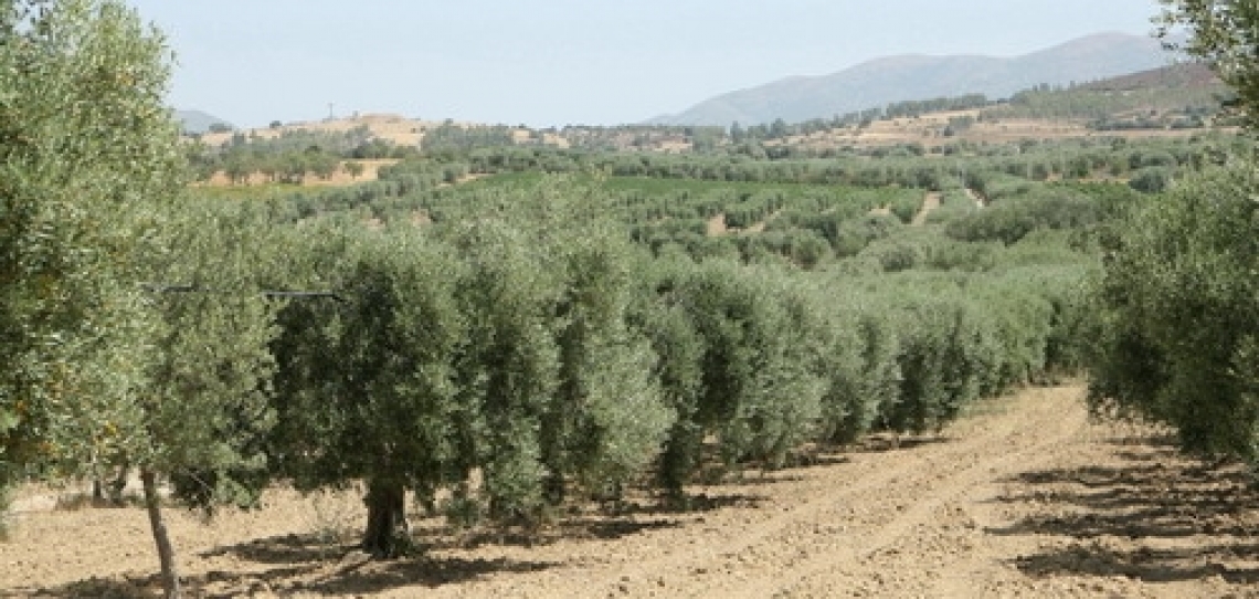 Carciofo e olio extra vergine di oliva si uniscono per incentivare le Dop