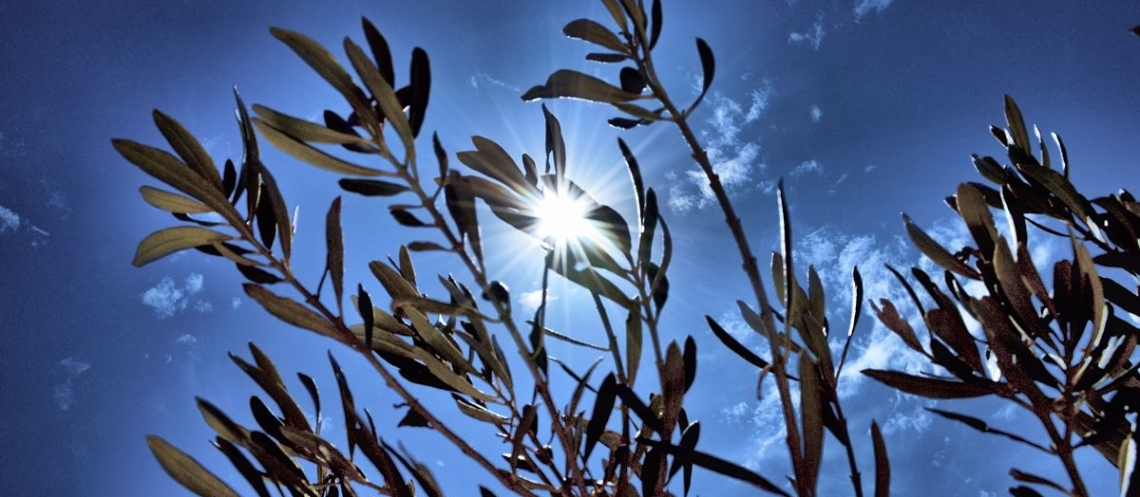 L'olivo reagisce in maniera diversa a colpi di calore e raggi ultravioletti
