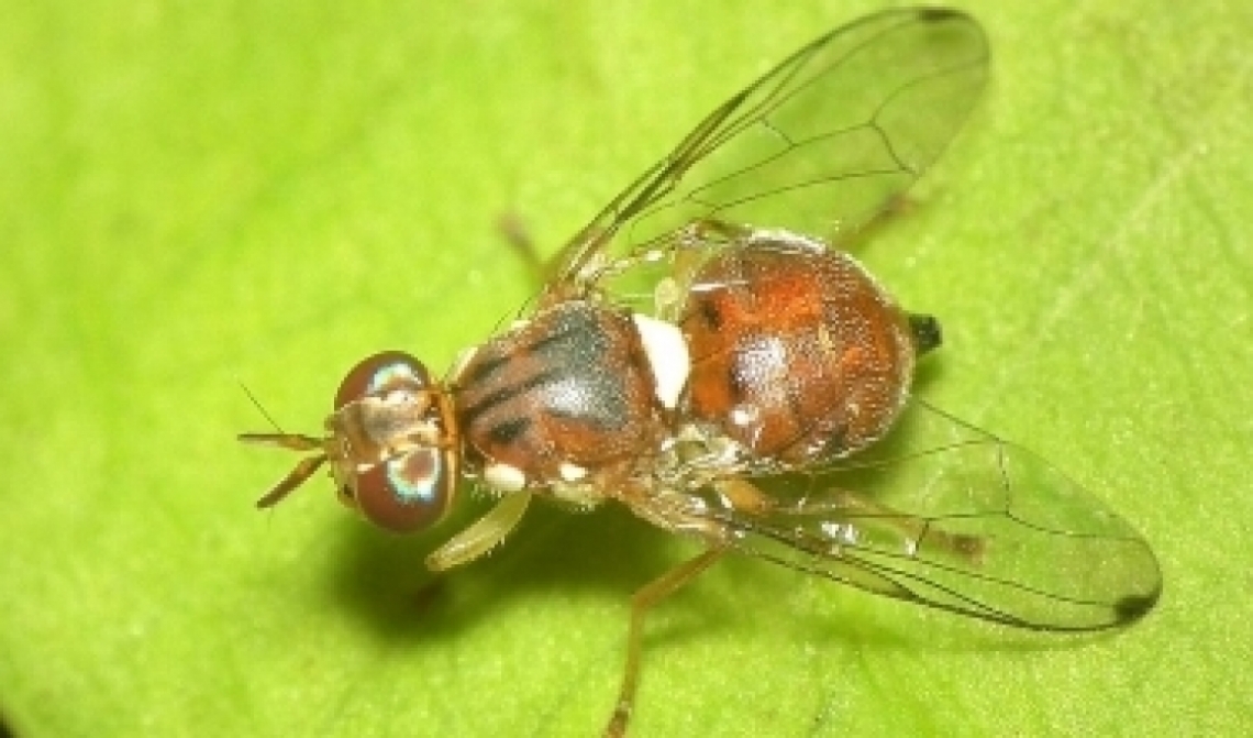 Addio al dimetoato dal 2020, cambia la lotta contro la mosca delle olive