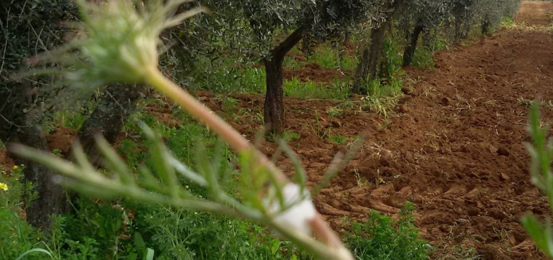 La scienza scommette sulla possibilità di rallentare o fermare Xylella fastidiosa