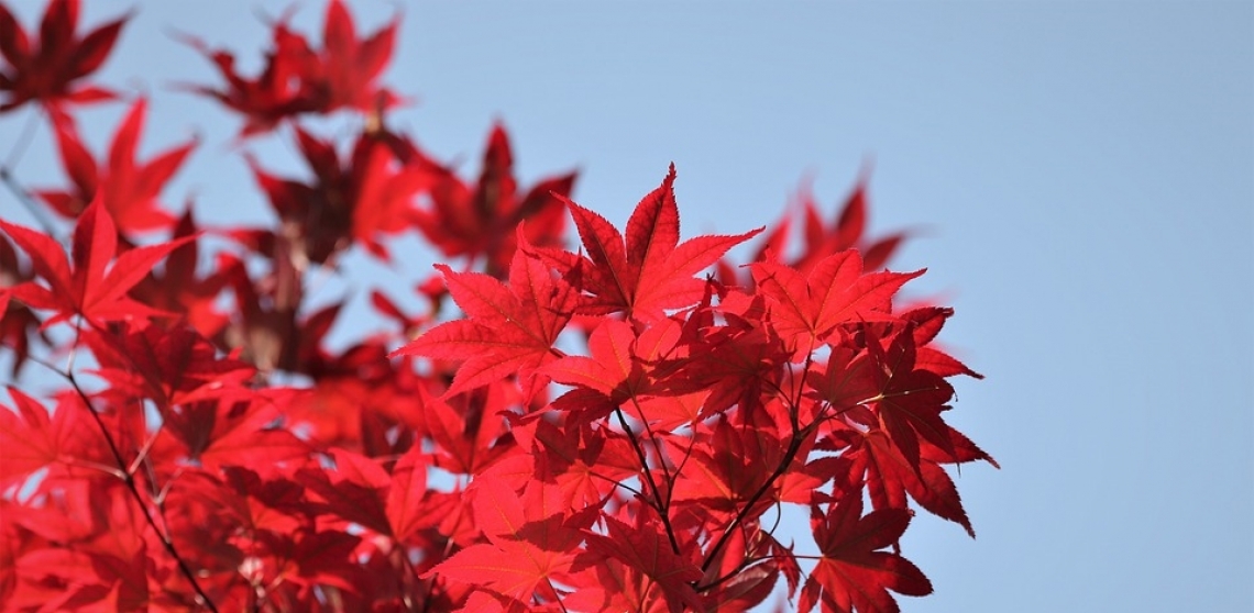 Le piante a foglie rosse sono più resistenti agli stress rispetto a quelle a foglie verdi