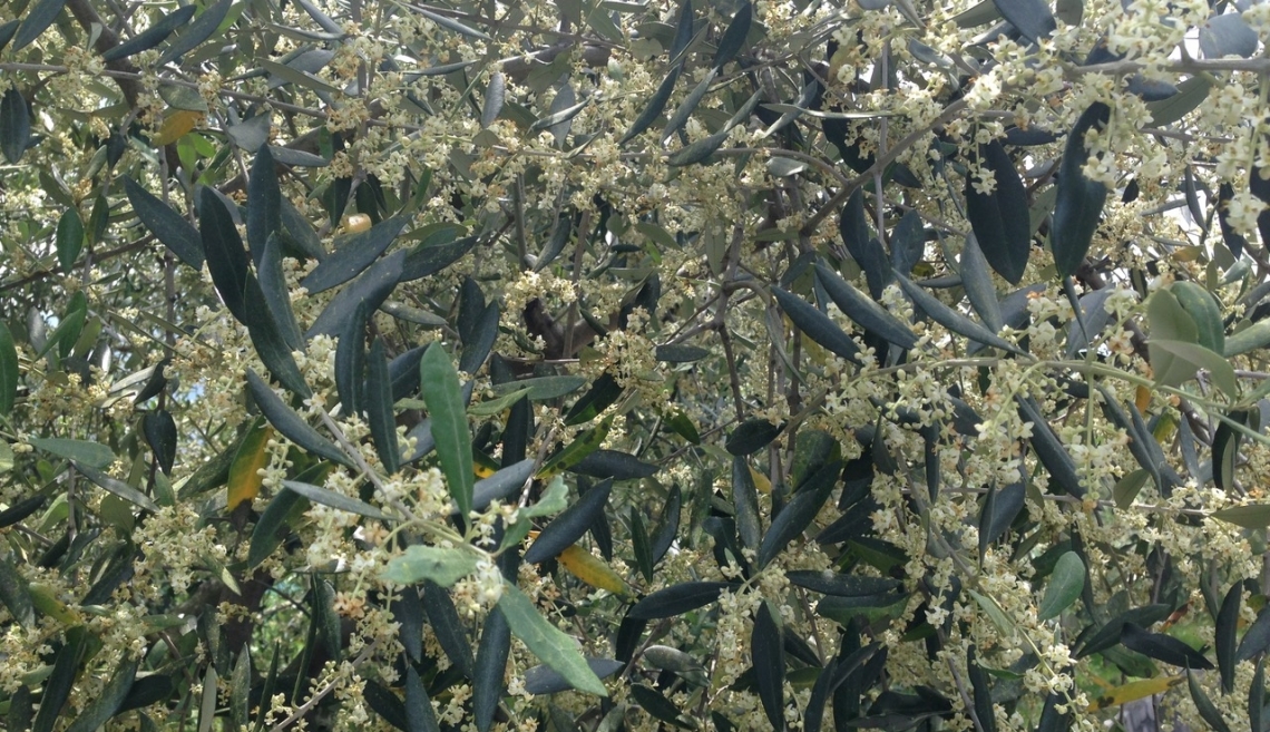 In una proteina è nascosto il segreto della fioritura e dell'alternanza di produzione dell'olivo