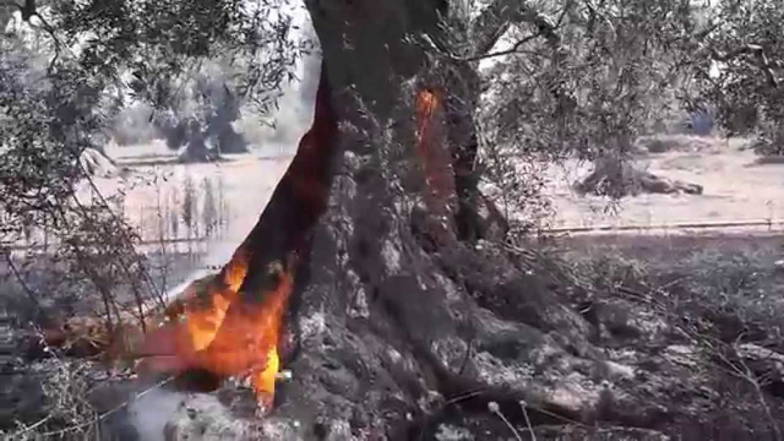 Continuano gli incendi di olivete abbandonate nel Salento