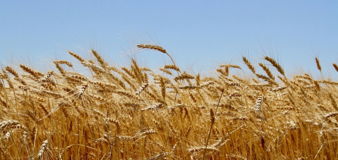 CO2 in aumento: più produttività per il grano ma meno qualità