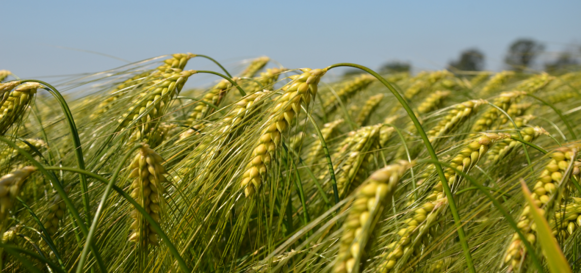 Caratterizzato il genoma di trenta grani antichi siciliani