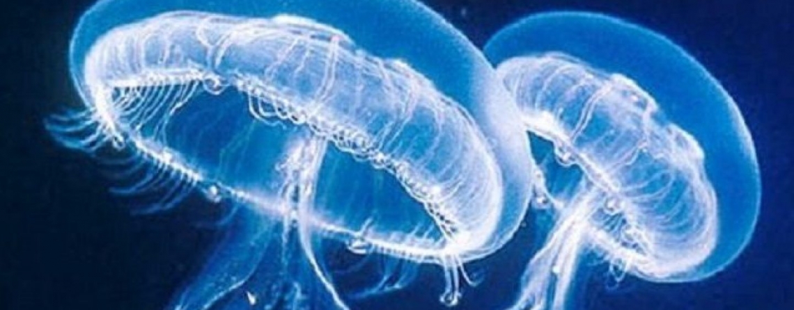 Non solo insetti, anche le meduse sono fonte di proteine alimentari