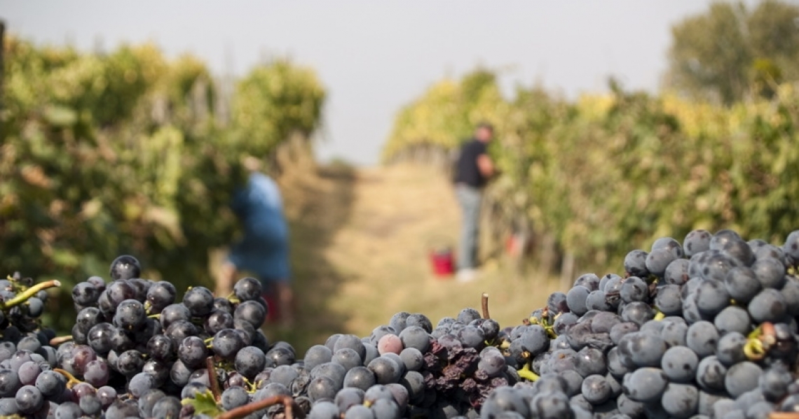 Il turismo del vino in epoca di vendemmia