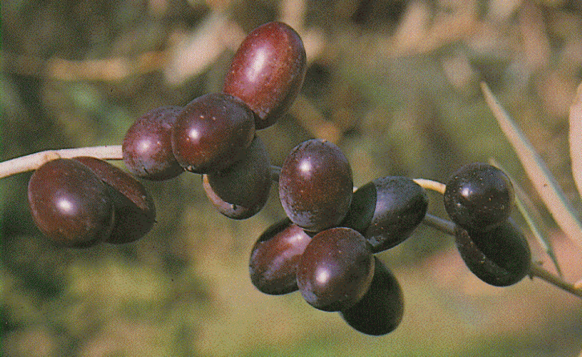 Leccino e FS17 sono tolleranti o resistenti a Xylella fastidiosa?