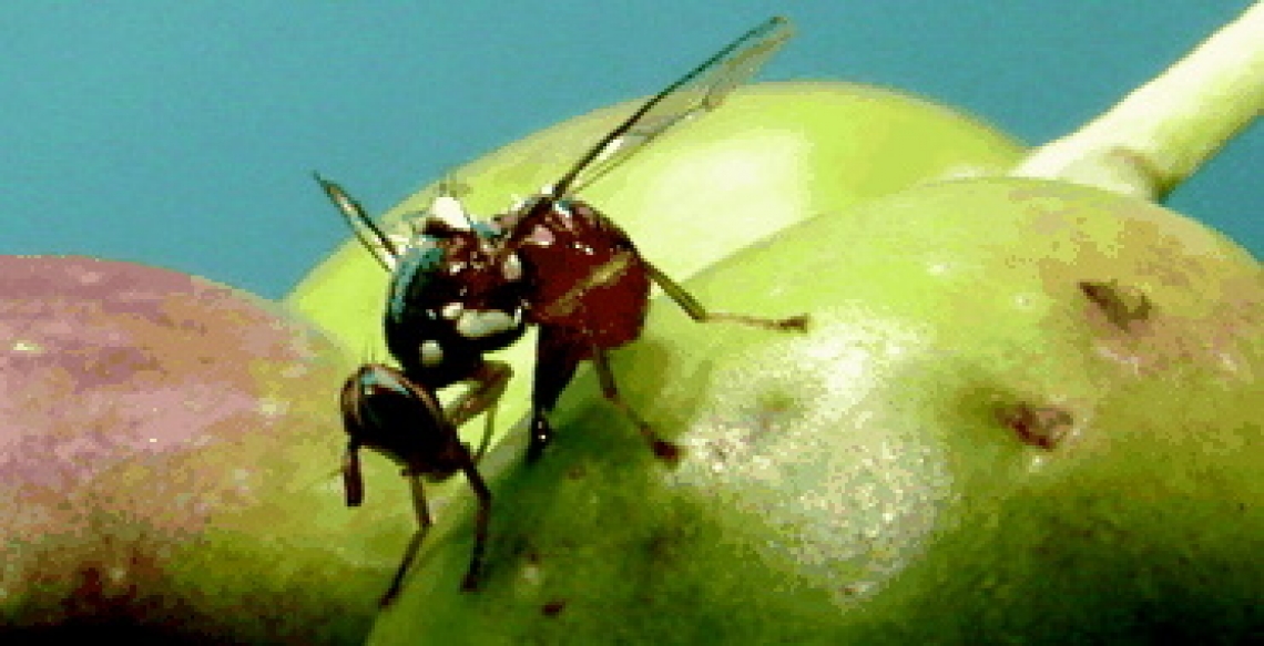 Allerta mosca delle olive in Toscana: difendere la produzione