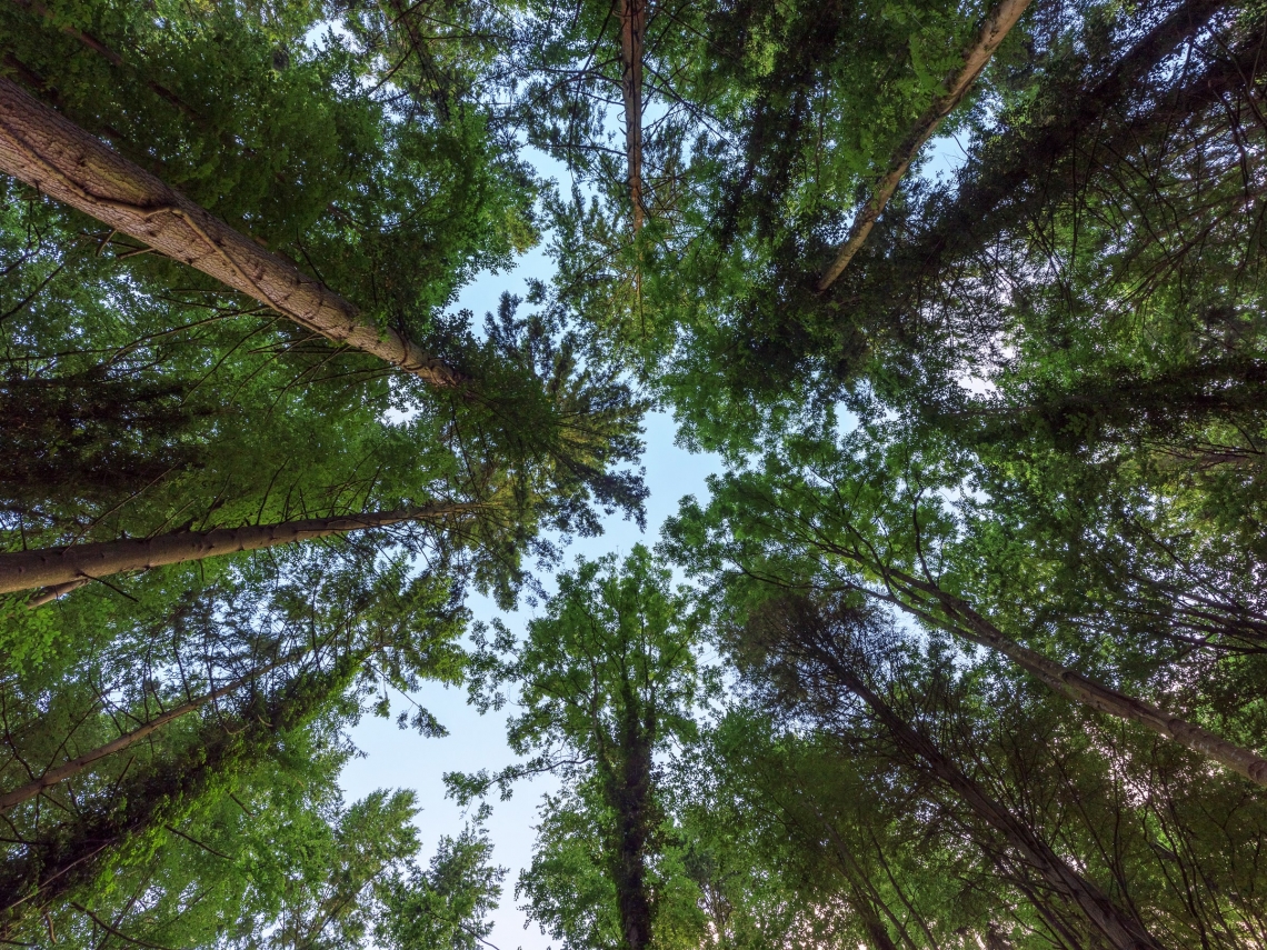 Un albero in più : il progetto delle Comunità Laudato sì per piantare 60 milioni di alberi