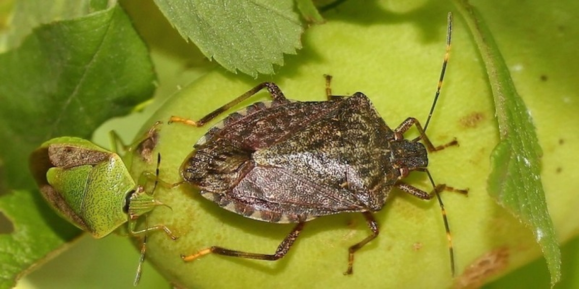 In Trentino trovati due insetti antagonisti della cimice asiatica