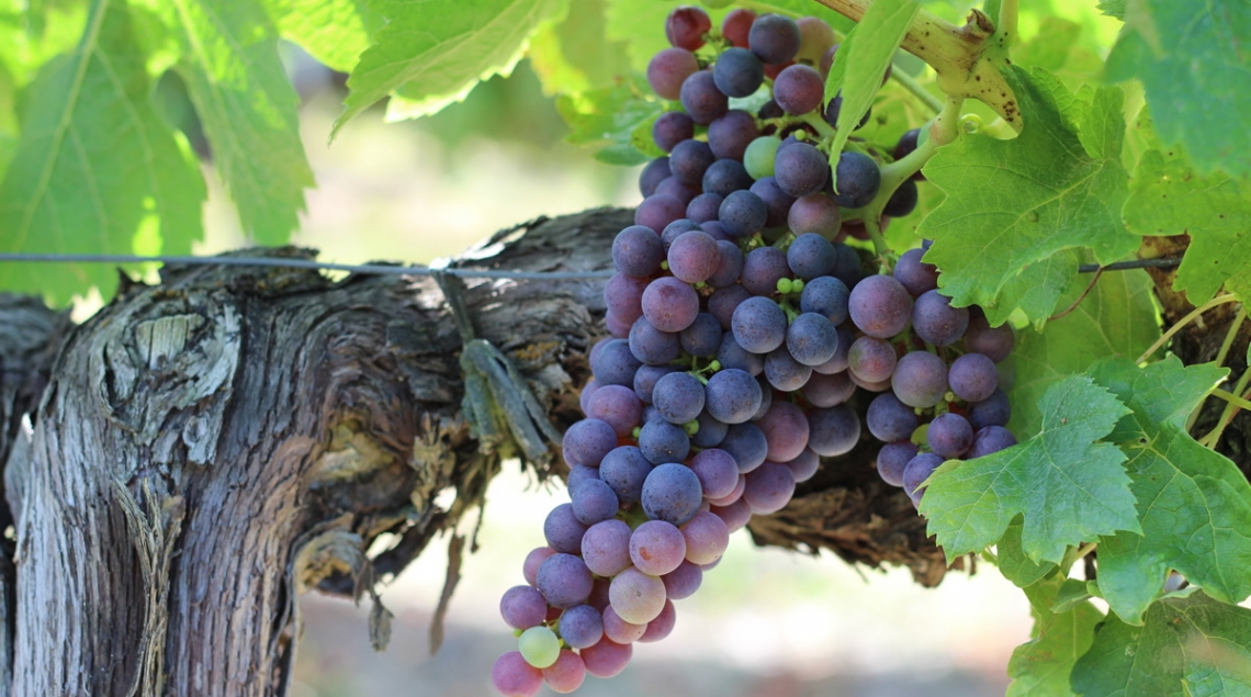 Il gusto e il colore dell'uva dipendono dalle variazioni strutturali genomiche dei vitigni