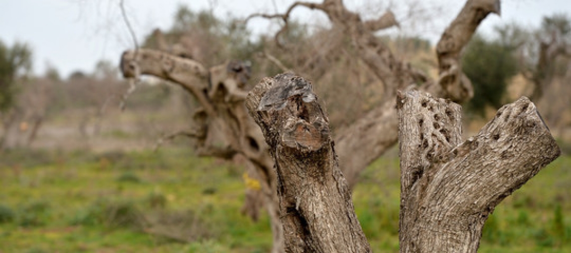 L'avanzata di Xylella fastidiosa non si ferma