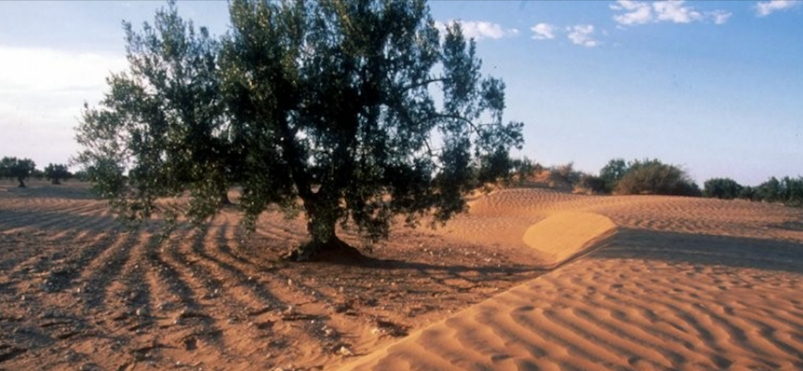 L'olivo nell'ostico e inospitale deserto del Negev