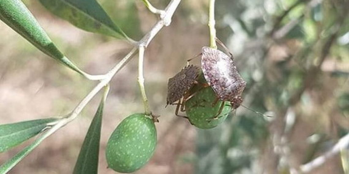 La cimice asiatica &egrave; la responsabile dell'anomala cascola verde delle olive