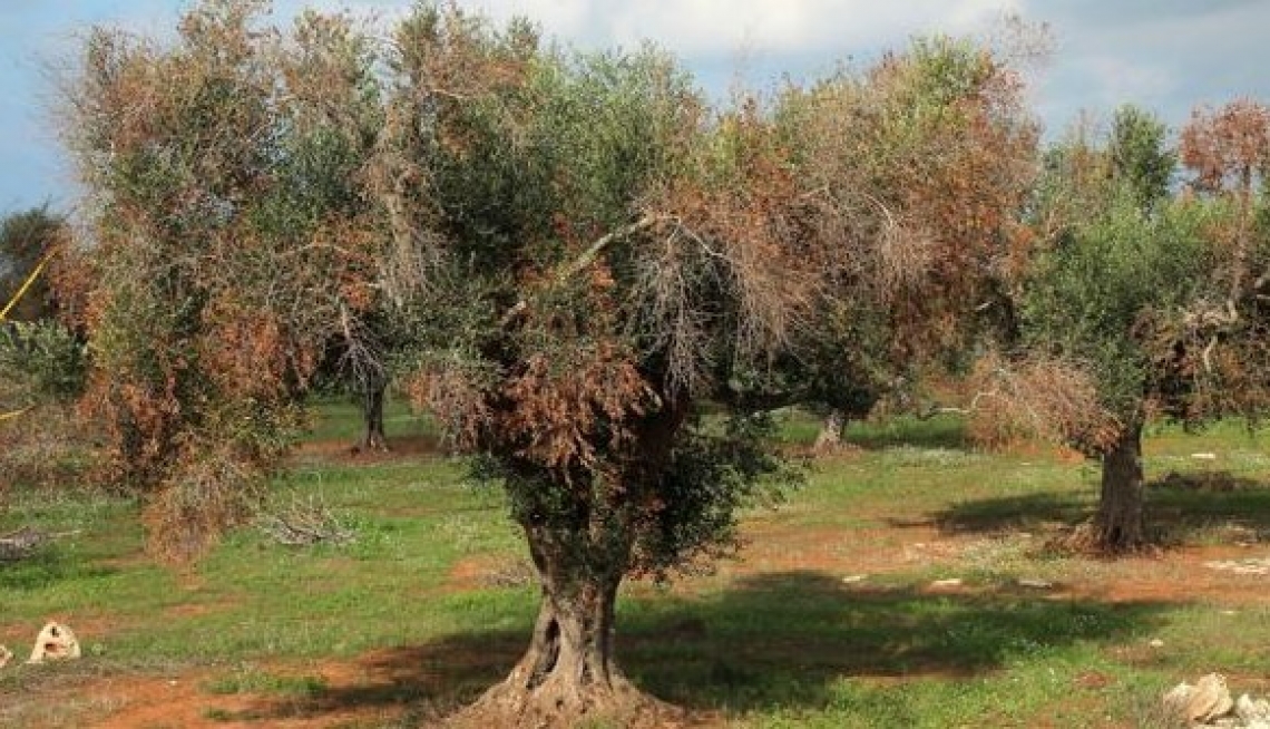 Xylella fastidiosa rischia di creare un danno da 5,5 miliardi di euro per l'Unione europea