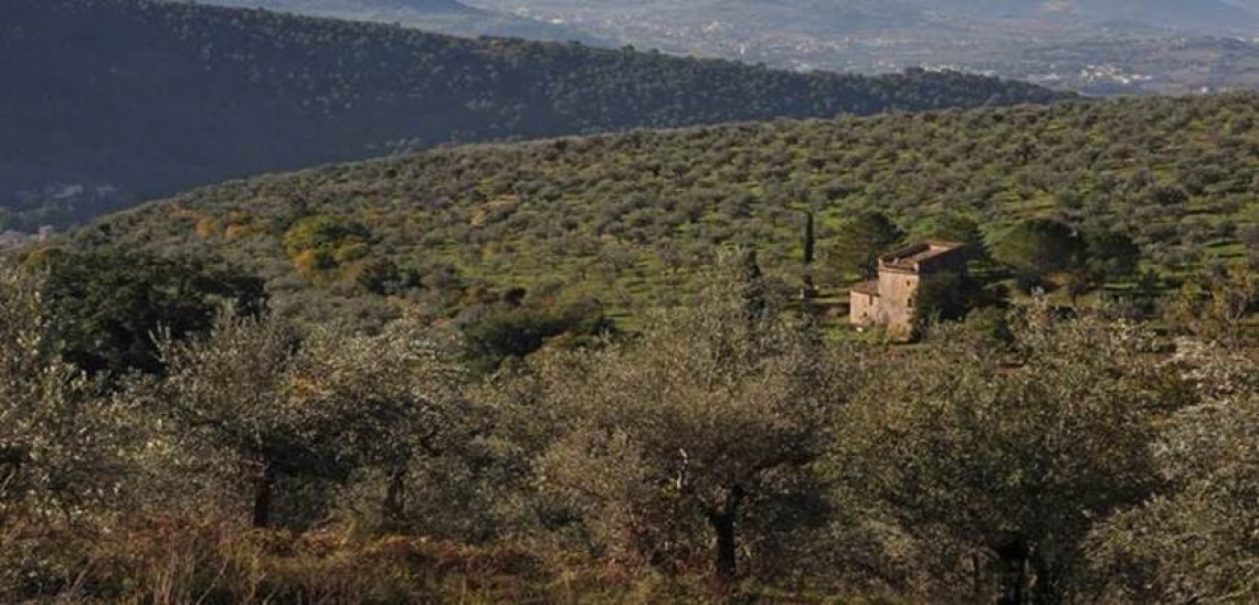 Quando l'olivo diventa un patrimonio vivente multifunzionale