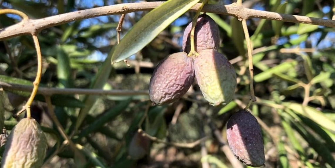 Allarme per l'olivicoltura italiana: al centro la mosca, al sud la siccità