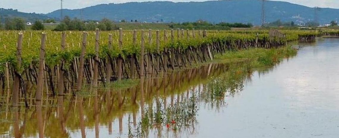 Il maltempo distrugge i vigneti del Dolcetto, del Cortese e del Gavi